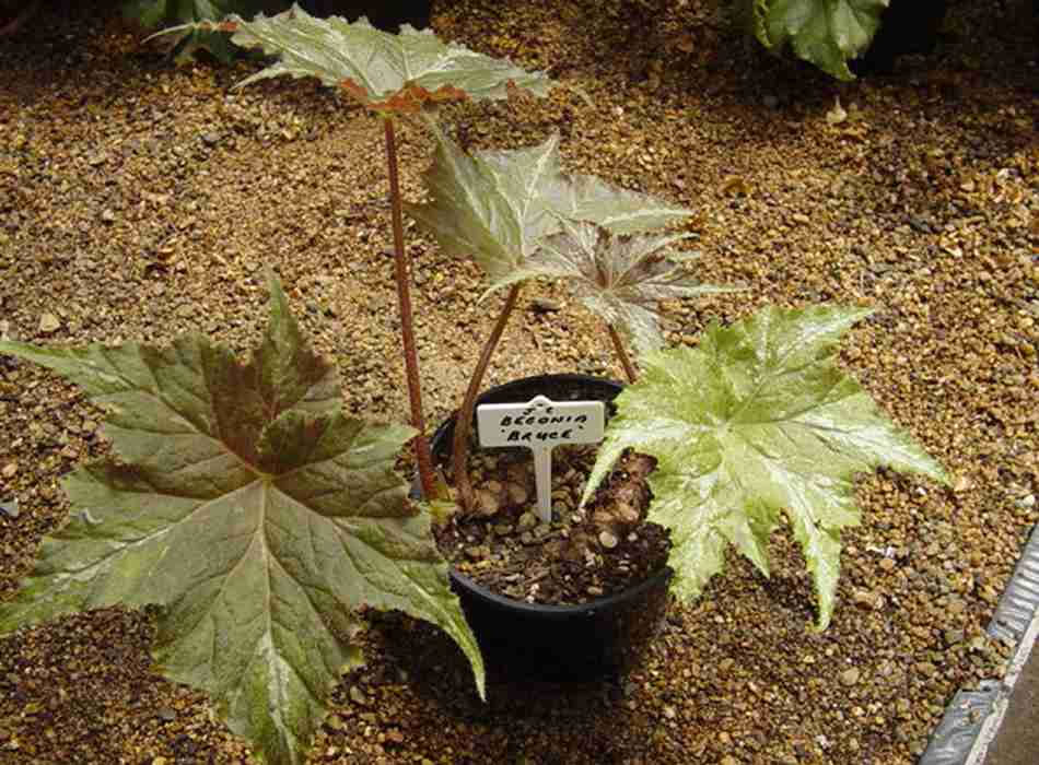 B. ‘Bruce’